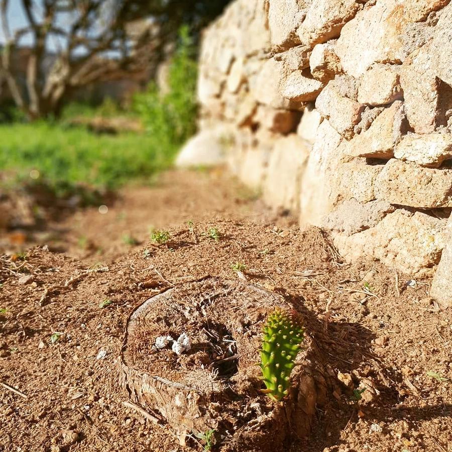 Villa Sprafundu La Maddalena  Exteriér fotografie